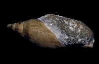 藏品(船鞘)的圖片